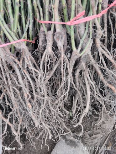 Садовые цветы и кустарники: Саженцы цветка: Розы — 9