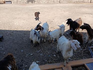 sannen keciləri: Salam Keçiləri Satılır 11 baş.heynvadi 8 çəpiş 3 ana keçi üstü üstə — 1