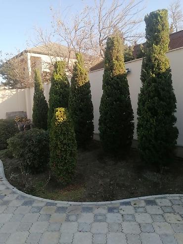 Bağban, 44 yaş, 5 ildən artıq təcrübə