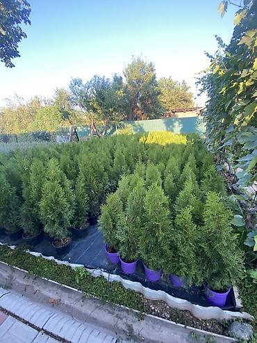 🌲 Туи в наличии! 🌲 Сорт: Смарагд Ищете красивые вечнозеленые деревья