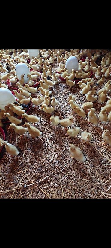pekin ördeği: Ördək cücələri, Damazlıq, Ödənişli çatdırılma — 9