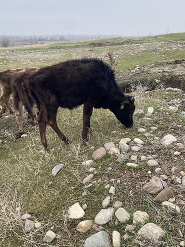 Коровы, быки: Продаю | Бык (самец) | Полукровка | Для разведения — 8