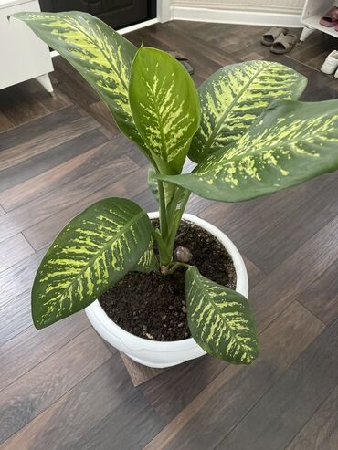 продам шиповник: Диффенбахия (Dieffenbachia) в декоративном горшке - Крупные овальные