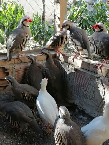 ağ qara pişik: Məhsul: Qırmızı dimdikli daraqlı kəkliklər (chukar) – standart