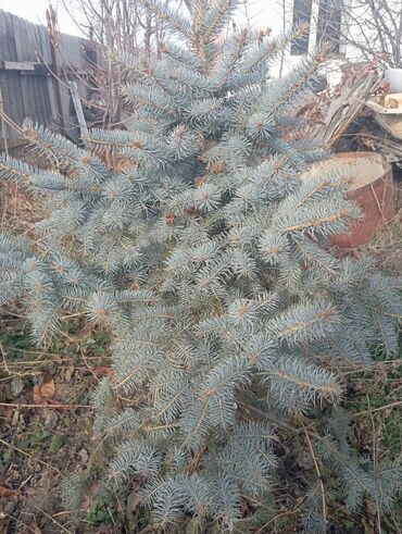 Декоративные деревья: Саженцы деревьев: Ели — 13