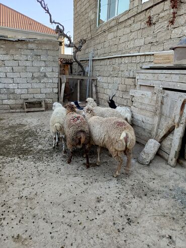 ineklerin qiymeti: Erkək bordağ kök saqlam qoyun ve qurbanliq erkəy quzular əlaqə