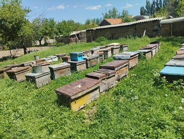 сэндвич панели цены бишкек: Пчелонное пасико 
цена договорная 
41 шт
полное с пчелами