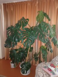 петуния бишкек: Продам Монстеру 8 000, Кактус (молочай) 4 000