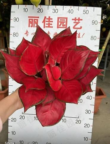 Другие комнатные растения: Женское счастье гигант сорт По городу доставка бесплатно Крупные — 73