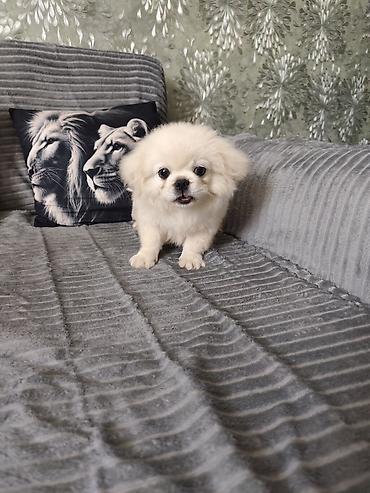 it pekines: Pekines, 3 ay, Erkək, Ödənişli çatdırılma — 3