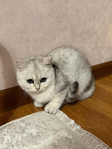 отдам собаку в хорошие руки бишкек: Шотландская кошка (окрас серебристый шиншилла) - Порода: шотландская — 7