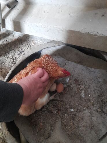 qaz yumurtasi: Курица, Платная доставка