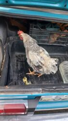 itlerin satisi 2021: Xoruzlar satilir temiz et 1.300 1.500 11 azn ve 750 900 qram 9Azn