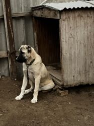 İtlər: Çoban iti 5 aylıq dişi 350 azn 055 662 05 16 bu nömreye yazın — 6