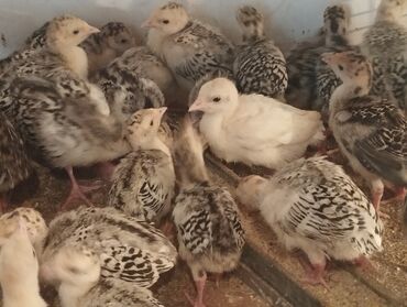 индюки бройлеры цена: Продаю индюшат
