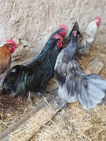 Куры, петухи: Продаю | Петух | Для разведения — 8