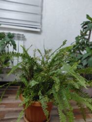 Папоротники: Папоротники