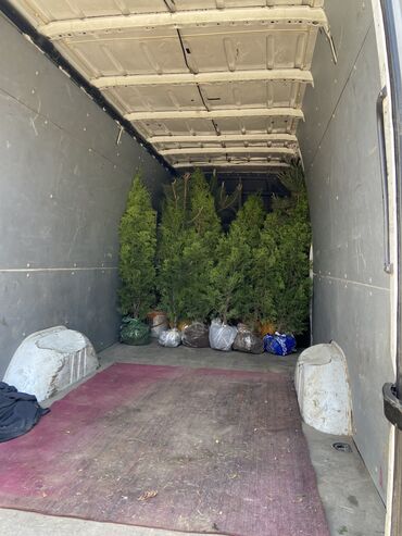 Декоративные деревья: Продаются декоративные хвойные растения 🌿🌲 Мы имеем большой опыт — 4