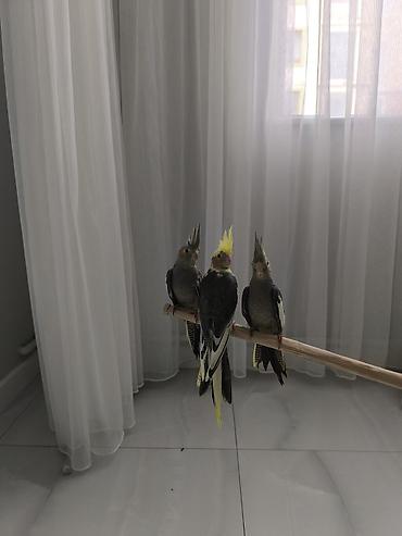 Quşlar: 2-ayliq Quslardi çox ağilli Nimfa (Cockatiel) tutuquşuları – əl — 3