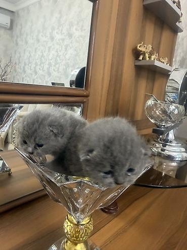 Pişiklər: Britan, Dişi — 8