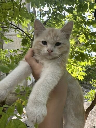 купить кошку сфинкс: Девочки❤️ Живут на улице,была глазная инфекция,я ее пролечила🙏Они