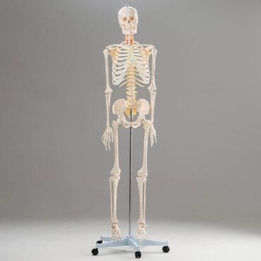 купить маникен: Макет "Скелет человека" 170см Бесплатная доставка по всему КР Цена