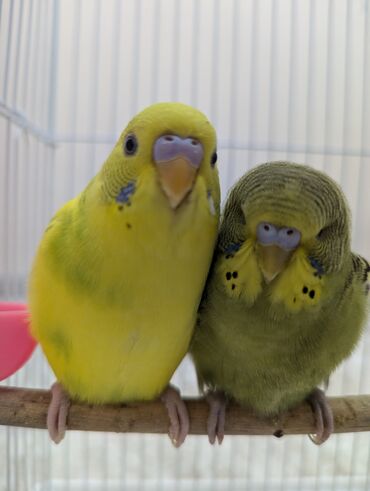 Птицы: Волнистые попугаи (парочки)
вместе с клеткой продам 2500сом