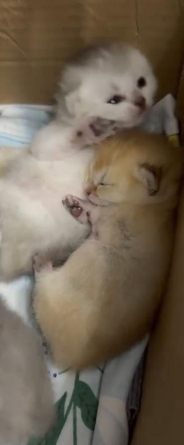 Pişiklər: Şinşilla, Erkək, Cütləşmə üçün — 7