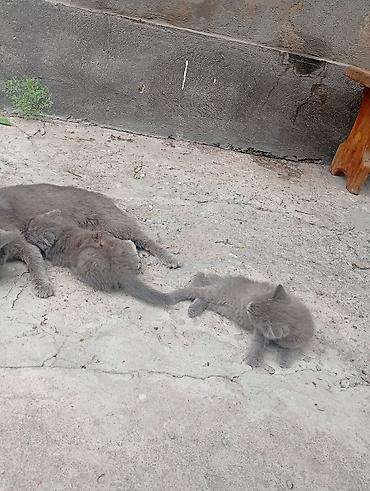 Животные: Кошка даром: Лесная, 2 месяца, Мальчик, Приучена к лотку — 1