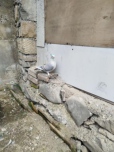sumqayıtda cücə satışı: Super bala veren qizgin maya hünlari.quyrugu lenti bogazinin zınqırovu — 3