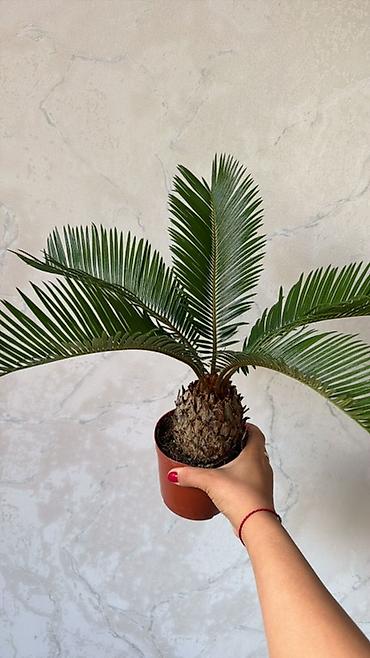 пальмовое: Комнатные растения в декоративных кашпо 1) Саговник (Cycas revoluta) — 1