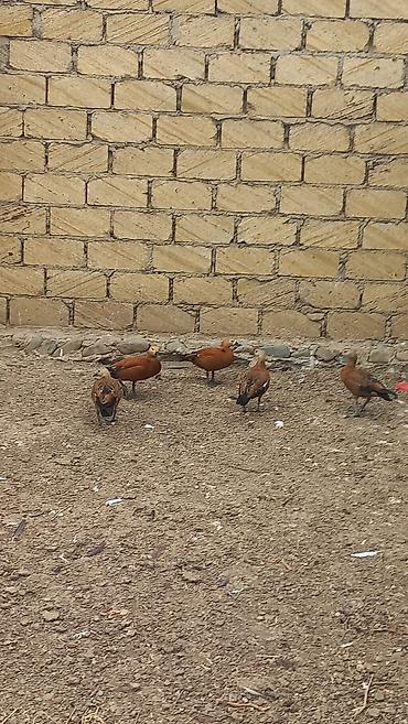 qaz quş: Satılır: Ruddy shelduck (qızılı ördək) dəstəsi - Növ: Tadorna — 4