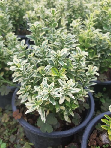 Şitillər: Həmişə yaşil (Şimşad)(dekorativ növ)bitkilərinin topdan satişi — 11