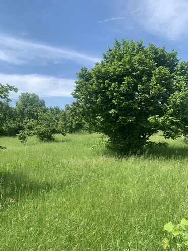Torpaq sahələrinin satışı: 20 sot, Tikinti, Mülkiyyətçi, Kupça (Çıxarış), Müqavilə — 4