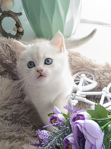 Продажа кошек: Скотиш Страйт (Шотландская прямоухая), 1 месяц, Девочка, Серебристая шиншилла, Приучена к лотку, Проглистована — 2