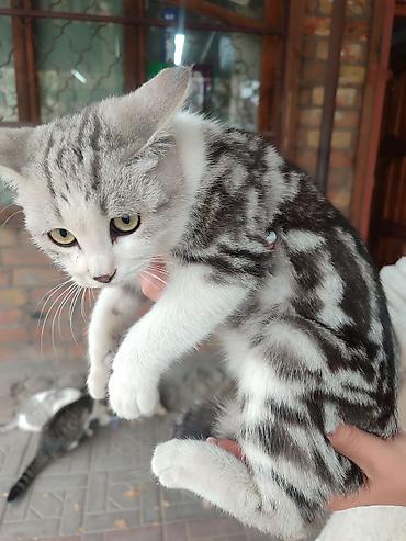 Продажа кошек: Скотиш Страйт (Шотландская прямоухая), 4 месяца, Мальчик — 5