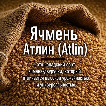 чищенный чеснок: Ячмень Атлин (Atlin) — ячменя-двуручки, который отличается высокой — 1