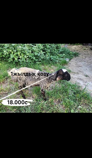 Бараны, овцы: Продаю | Овца (самка), Ягненок, Баран (самец) | Гиссарская, Полукровка, Долан | На забой, Для разведения | Ягнившаяся