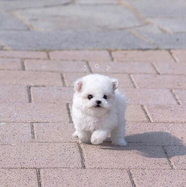 Maltese puppies our Maltese are now available if interested message