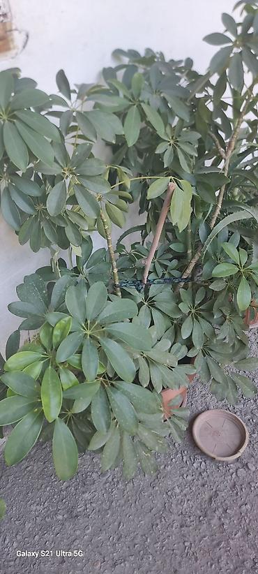 Комнатные растения: Шефлера (Schefflera arboricola) в горшках - Кустовые растения с — 4