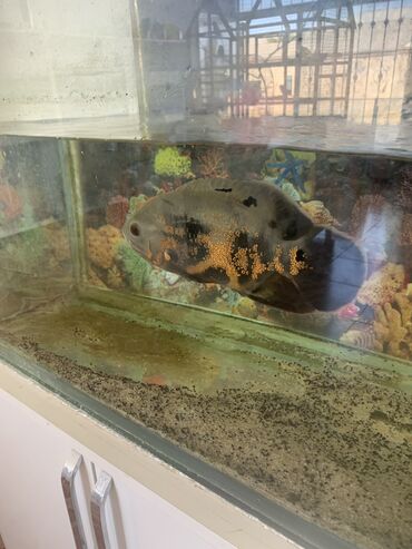 akvarium xırda balığı: Salam Oskar baligi satilir 20 sm yekedi ki balaca deyil unvan Wemkir