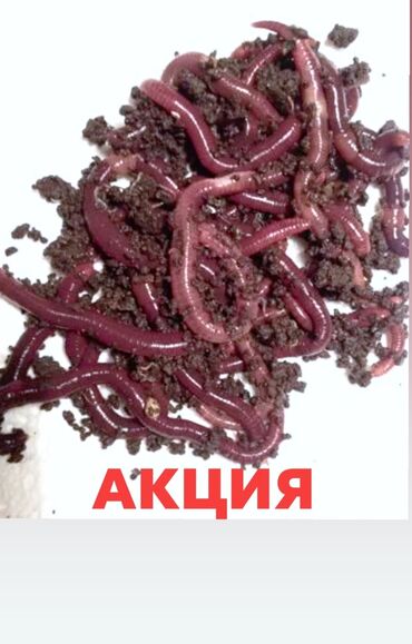 Животные: Толук консультация беребиз Калифорния соолжан биогумус оригинал 2