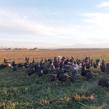 Cücələr: Hinduşka cücələri, Ətlik — 5