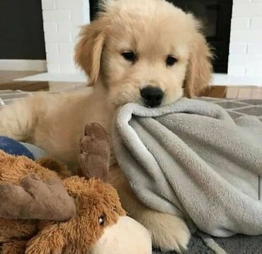 İtlər: Labrador-retriver, 1 ay, Erkek, Pulsuz çatdırılma — 7