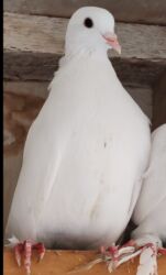 сколько стоит маленький котёнок: Göyərçin satılır 10 AZN