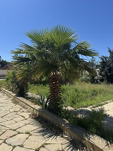 yolka: Məhsul: Dekorativ palma ağacı (fan tipli yarpaqlar) Təsvir: - — 1