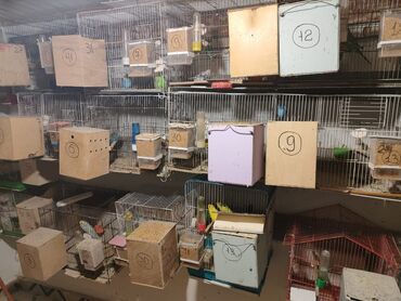 Qəfəslər: Bina evinə köçməyimlə bağlı olaraq papuqay ferması satılır. Cavan — 2