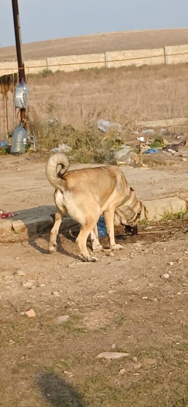 İtlər: Kanqal, 2 il, Dişi, Peyvəndli, Ödənişli çatdırılma — 10