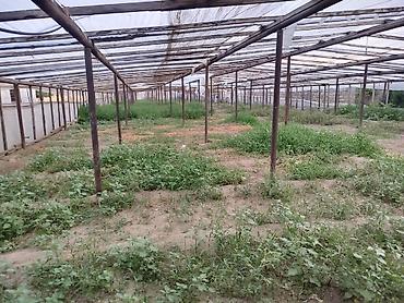 İri ölçülü istixana qurğusu. Metal dayaq və karkas konstruksiyası ilə lalafo.az -da İri ölçülü istixana qurğusu. Metal dayaq və karkas konstruksiyası ilə