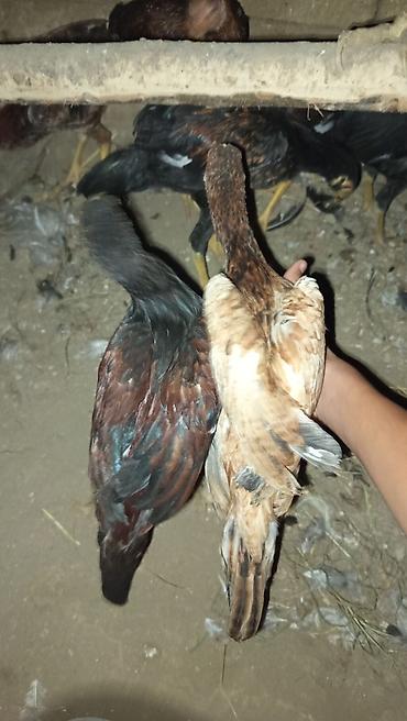 heyrati balasi: Heyratı cinsi saf qan iyulun 29 çıxan cücələrdi güclü təpikləri var — 1